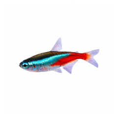 Paracheirodon simulans - Green Neon Tetra - cm 2