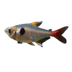 Hyphessobrycon roseus - Yellow Phantom - cm 2,5-3