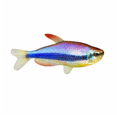 Nematobrycon palmeri - Emperor Tetra - cm 3