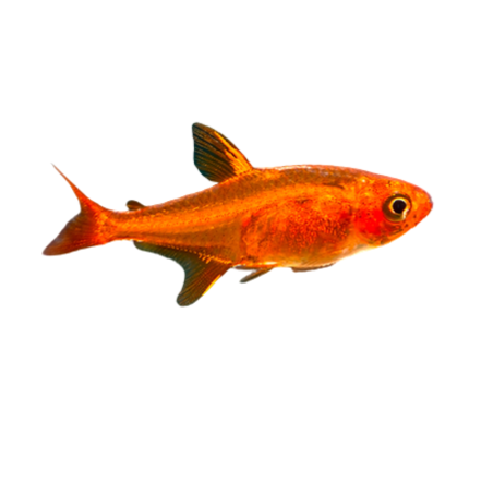 Hyphessobrycon amandae - Ember Tetra - cm 2