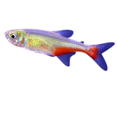 Aphyochrax rathbuni - Red Belly Tetra - cm 3