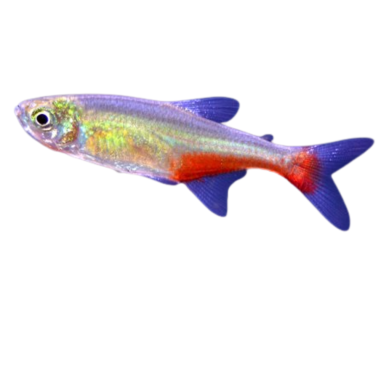 Aphyochrax rathbuni - Red Belly Tetra - cm 3