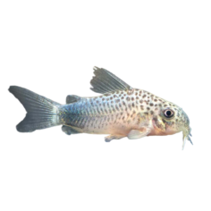 Corydoras similis - Similis Cory - 2cm