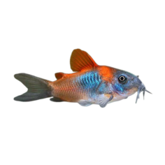Corydoras venzuelanus - Venezuelan Orange Cory - cm 2,5