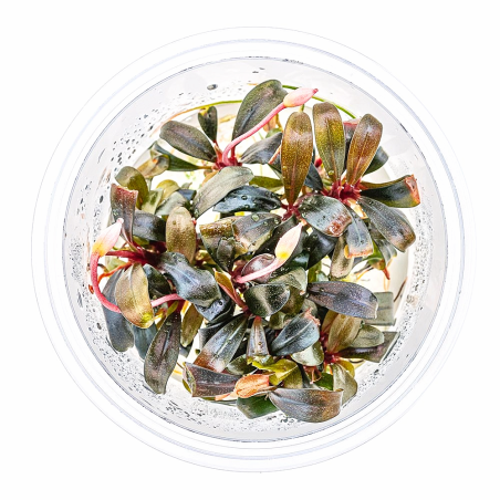 Bucephalandra sp. 'Serimbu Brown' in vitro