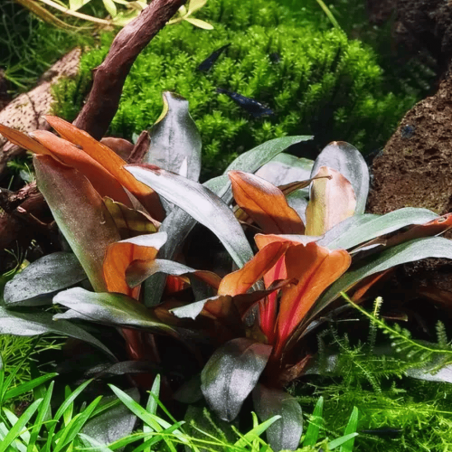 Bucephalandra sp. 'Serimbu Brown' in vitro