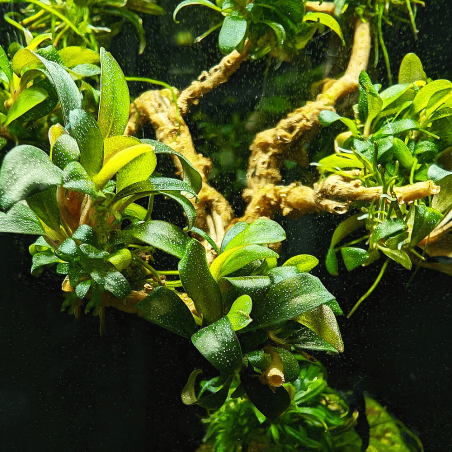Bucephalandra sp. 'Serimbu Brown' in vitro