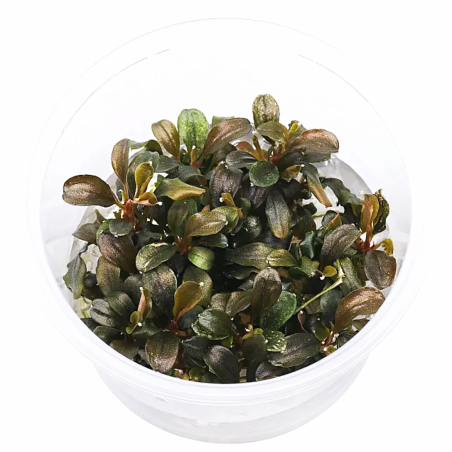 Bucephalandra 'Theia Green' in vitro