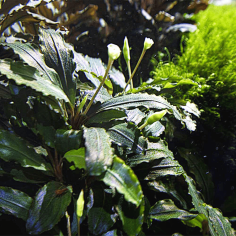 Bucephalandra 'Theia Green' in vitro 2