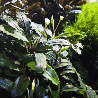 Bucephalandra 'Theia Green' in vitro