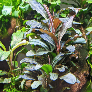Bucephalandra 'Theia Green' in vitro