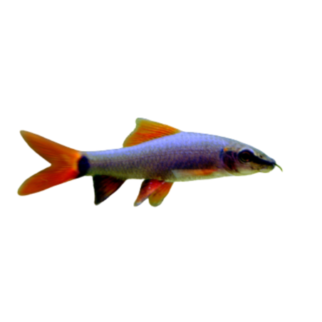 Epalzeorhynchos bicolor - Labeo Green Shark - cm 5-6