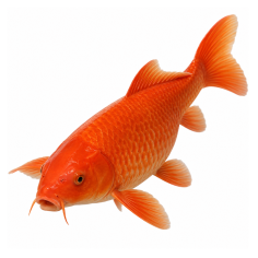 Cyprinus carpio - Carpe Koi Red - Grado B - 7-8 cm