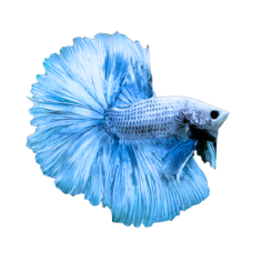 Betta splendens - HM Dragon Scale (male) cm 5