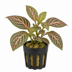 Fittonia albivenis 'Red' (verde / rosa)