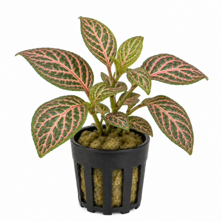Fittonia albivenis 'Red' (verde / rosa)