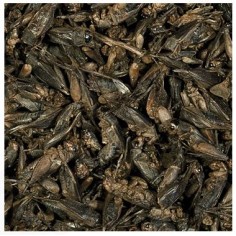 Tropical Crickets 100ml/10gr – Grilli essiccati per... 2