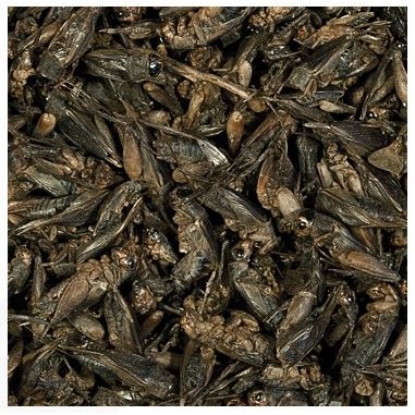 Tropical Crickets 100ml/10gr – Grilli essiccati...