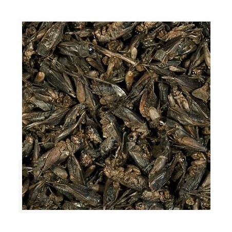 Tropical Crickets 100ml/10gr – Grilli essiccati per rettili e anfibi