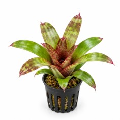 Neoregelia