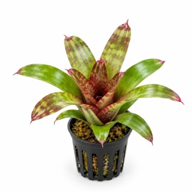 Neoregelia