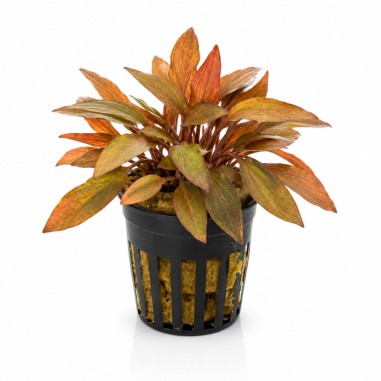 Cryptocoryne wendtii 'Florida Sunset'