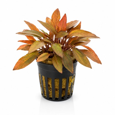 Cryptocoryne wendtii 'Florida Sunset'