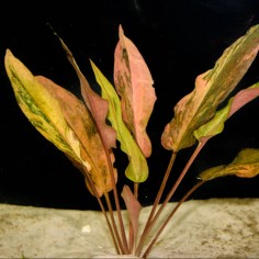 Cryptocoryne wendtii 'Florida Sunset' 2