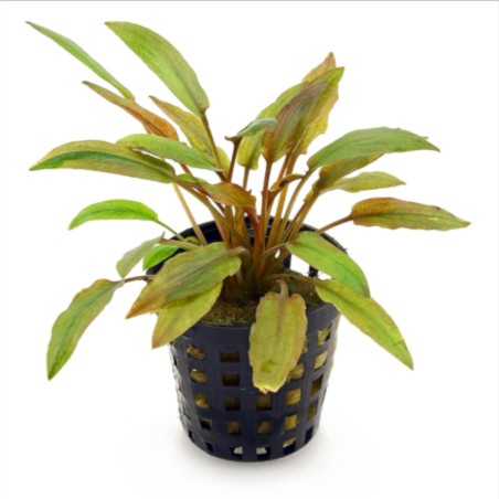 Cryptocoryne wendtii 'Florida Sunset'