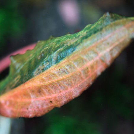 Cryptocoryne wendtii 'Florida Sunset'