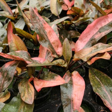 Cryptocoryne wendtii 'Florida Sunset'