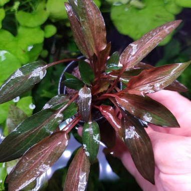 Cryptocoryne wendtii 'Florida Sunset'