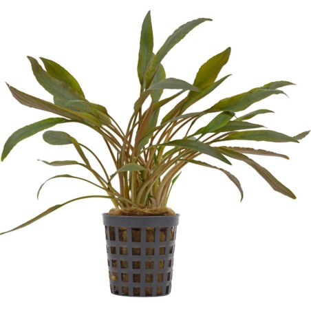 Cryptocoryne petchii 'Pink'