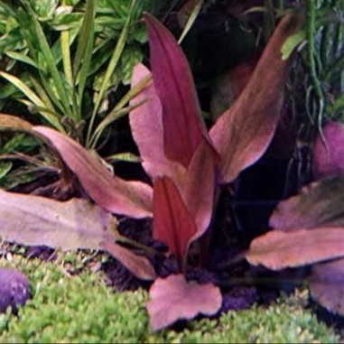 Cryptocoryne petchii 'Pink'