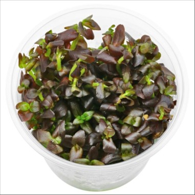 Bacopa salzmannii 'Purple' - vitro