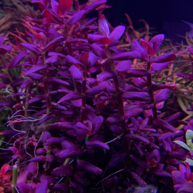 Bacopa salzmannii 'Purple' - vitro