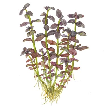 Bacopa salzmannii 'Purple' - vitro