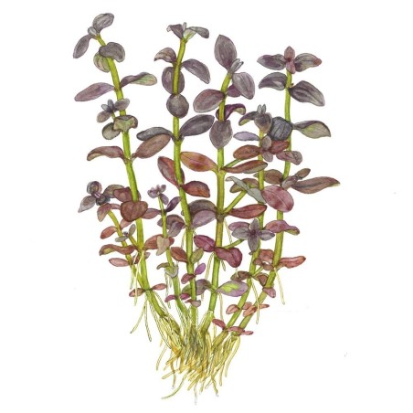 Bacopa salzmannii 'Purple' - vitro