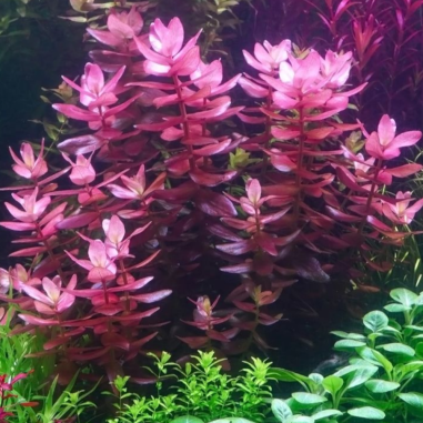 Bacopa salzmannii 'Purple' - vitro