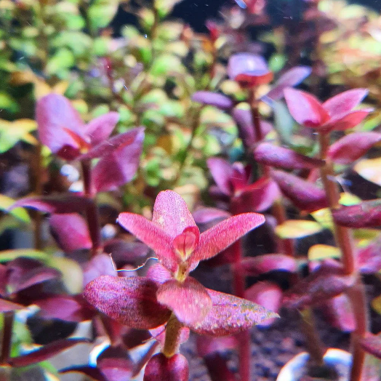 Bacopa salzmannii 'Purple' - vitro