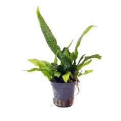 Microsorum pteropus 'Green Gnome'