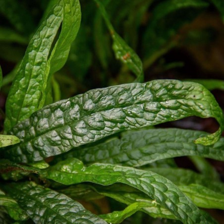 Microsorum pteropus 'Green Gnome'