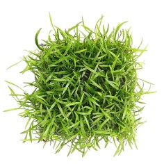 Lilaeopsis Brasilensis - su pad