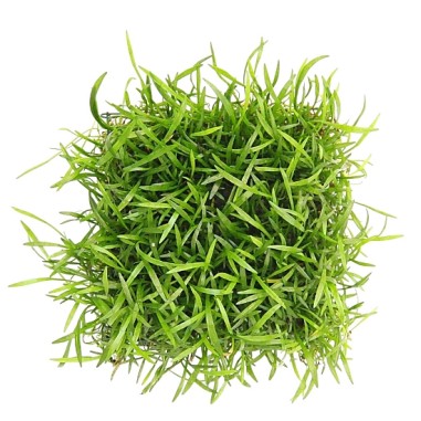 Lilaeopsis Brasilensis - su pad