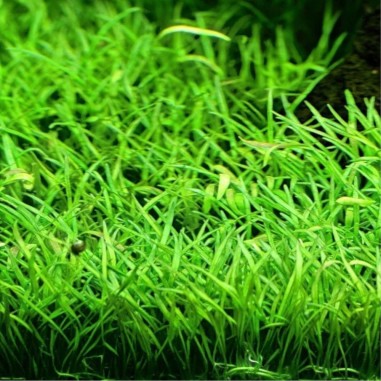 Lilaeopsis Brasilensis - su pad
