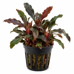 Bucephalandra sp. 'Maya Red'