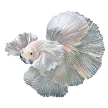 Betta splendens - Dumbo Big Ear HM White (male)...