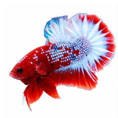 Betta splendens - Red Francy (male) cm 5