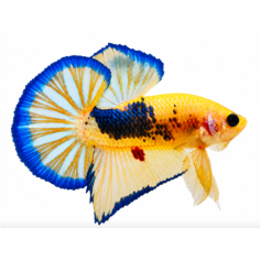 Betta splendens - Yellow Francy (male) cm 5