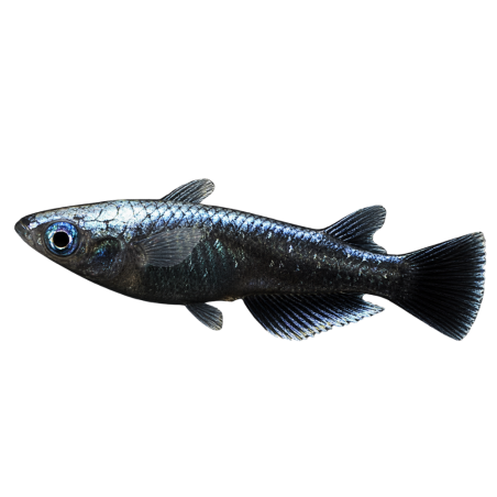 Oryzias Latipes - Medaka Miyuki Black - 2,5-3 cm